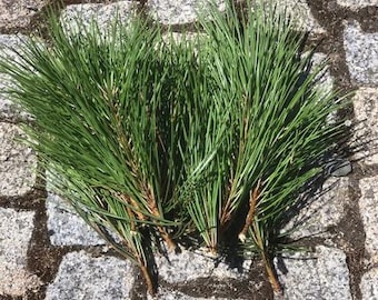 Agujas de pino orgánicas frescas 50 g - Pinus Pinea