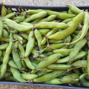Könnte beinhalten: Eine Plastikkiste gefüllt mit frischen, grünen Saubohnen. Die Bohnen sind in einem zufälligen Muster angeordnet, wobei sich einige Bohnen überlappen.