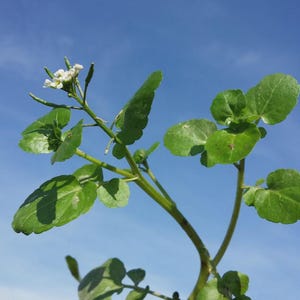 Agrião de Água/Watercress (Heirloom) 1000+ seeds - Nasturtium officinale