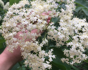 Dried Organic Elderflower (Sabugueiro Flor) - Sambucus Nigra