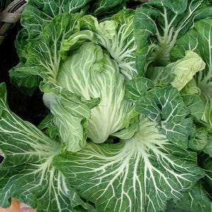 Couve Penca de Mirandela Portuguesa/Cabbage (Heirloom) 200+ seeds - Brassica Oleracea