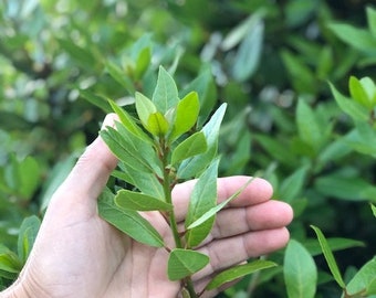 Frische Bio Lorbeerblatt-Zweige - Laurus Nobilis