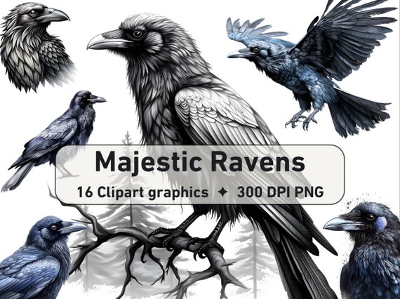 Majestic Raven Clipart, Bird Graphics (Digital Download