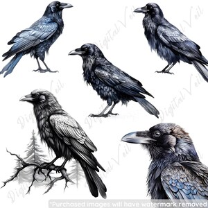 Peut inclure: Cinq illustrations d&eacute;taill&eacute;es de corbeaux dans diff&eacute;rentes poses. Les corbeaux sont dessin&eacute;s dans des tons de noir et de bleu, certains ayant un aspect plus r&eacute;aliste et d'autres un aspect plus stylis&eacute;.