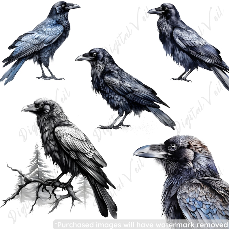 Peut inclure: Cinq illustrations d&eacute;taill&eacute;es de corbeaux dans diff&eacute;rentes poses. Les corbeaux sont dessin&eacute;s dans des tons de noir et de bleu, certains ayant un aspect plus r&eacute;aliste et d'autres un aspect plus stylis&eacute;.