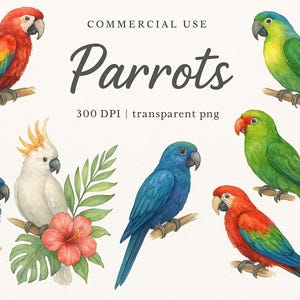 Clipart Papagaio Aquarela PNG Gráficos de Pássaros para Sublimação Artesanato Download Digital Conjunto de Ilustrações Realistas de Animais Tropicais