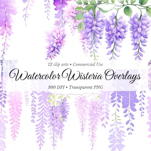 Paquete de imágenes prediseñadas de glicina en acuarela PNG - Cascadas colgantes florales en tonos morado, rosa y lila - Elegante arte digital para invitaciones de boda de primavera