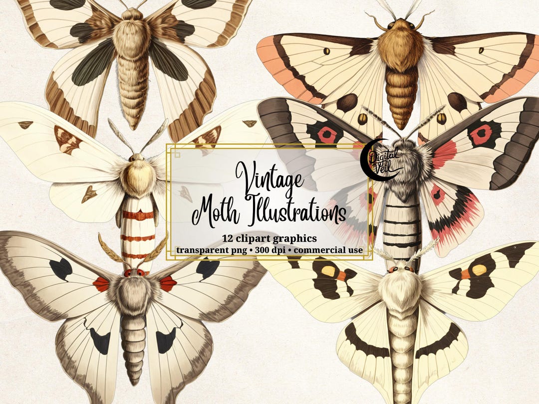 Vintage Moth Clipart Botanical Illustration Entomology Art Natural ...