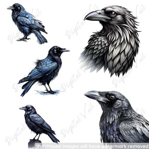 Peut inclure: Quatre corbeaux noirs dans diff&eacute;rentes poses et angles. Les corbeaux sont dessin&eacute;s dans un style r&eacute;aliste avec des plumes d&eacute;taill&eacute;es et des yeux per&ccedil;ants.