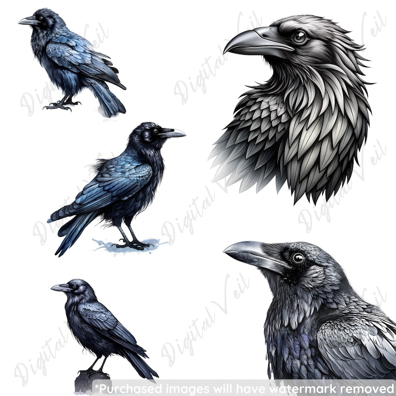 Peut inclure: Quatre corbeaux noirs dans diff&eacute;rentes poses et angles. Les corbeaux sont dessin&eacute;s dans un style r&eacute;aliste avec des plumes d&eacute;taill&eacute;es et des yeux per&ccedil;ants.