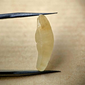 Puede incluir: Una gema translúcida de color amarillo pálido sostenida por unas pinzas negras. La piedra tiene una forma irregular y un tono ligeramente más oscuro en la parte superior. Las pinzas están posicionadas para sostener la piedra, posiblemente para exhibición o examen.