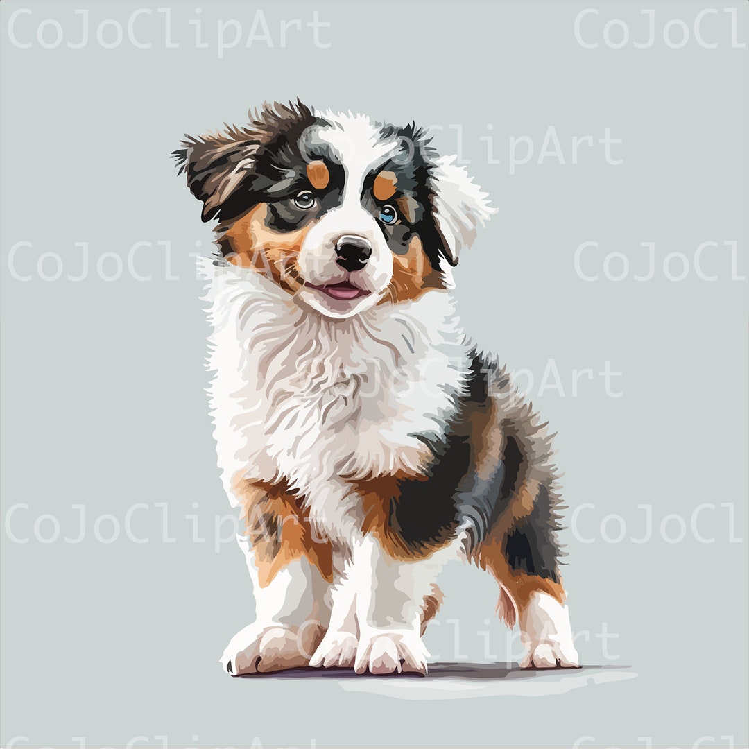 Australian Shepherd Clip Art and SVG Etsy