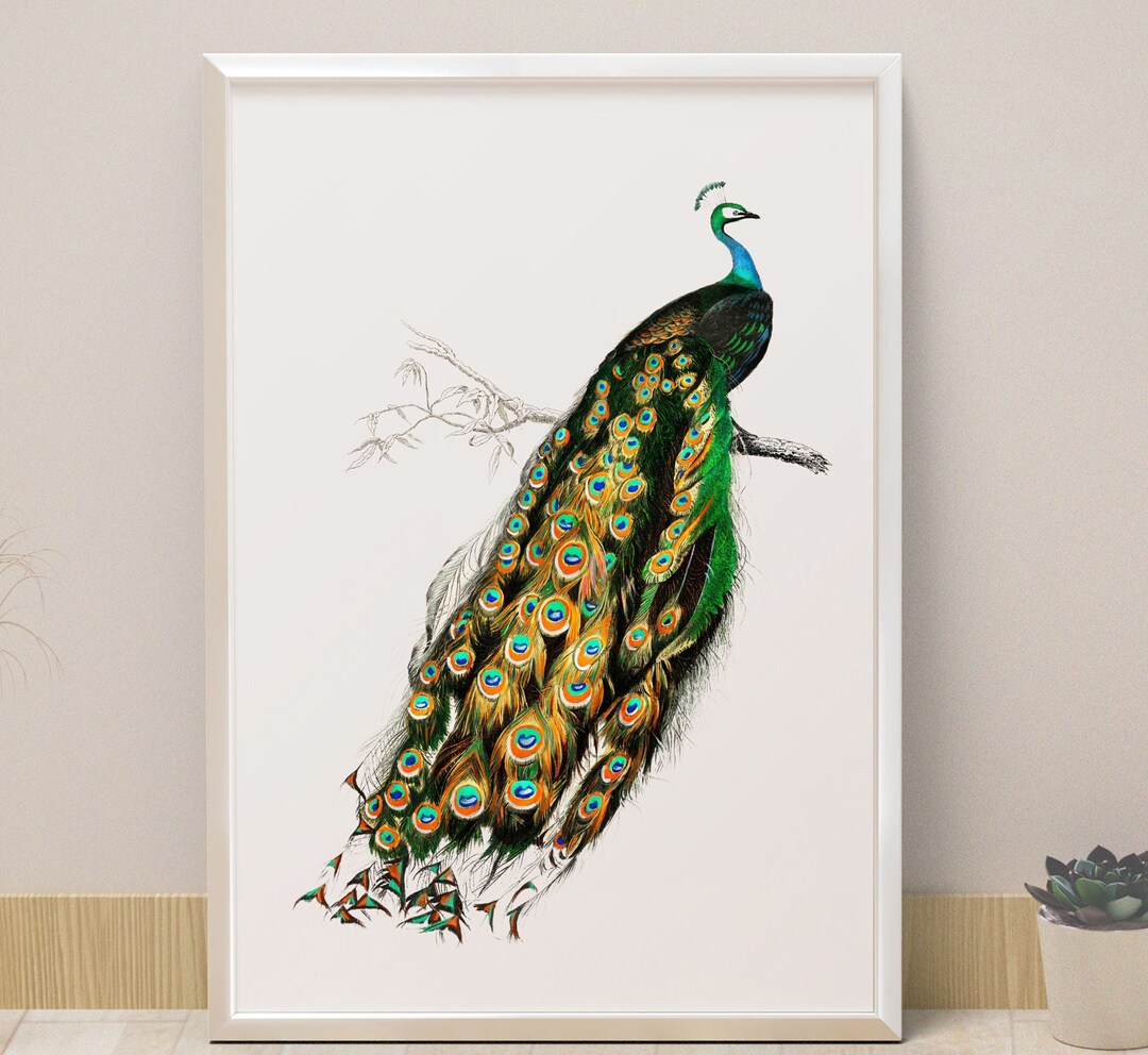 Peacock Illustration Print Vintage Peacock Wall Art Print Etsy