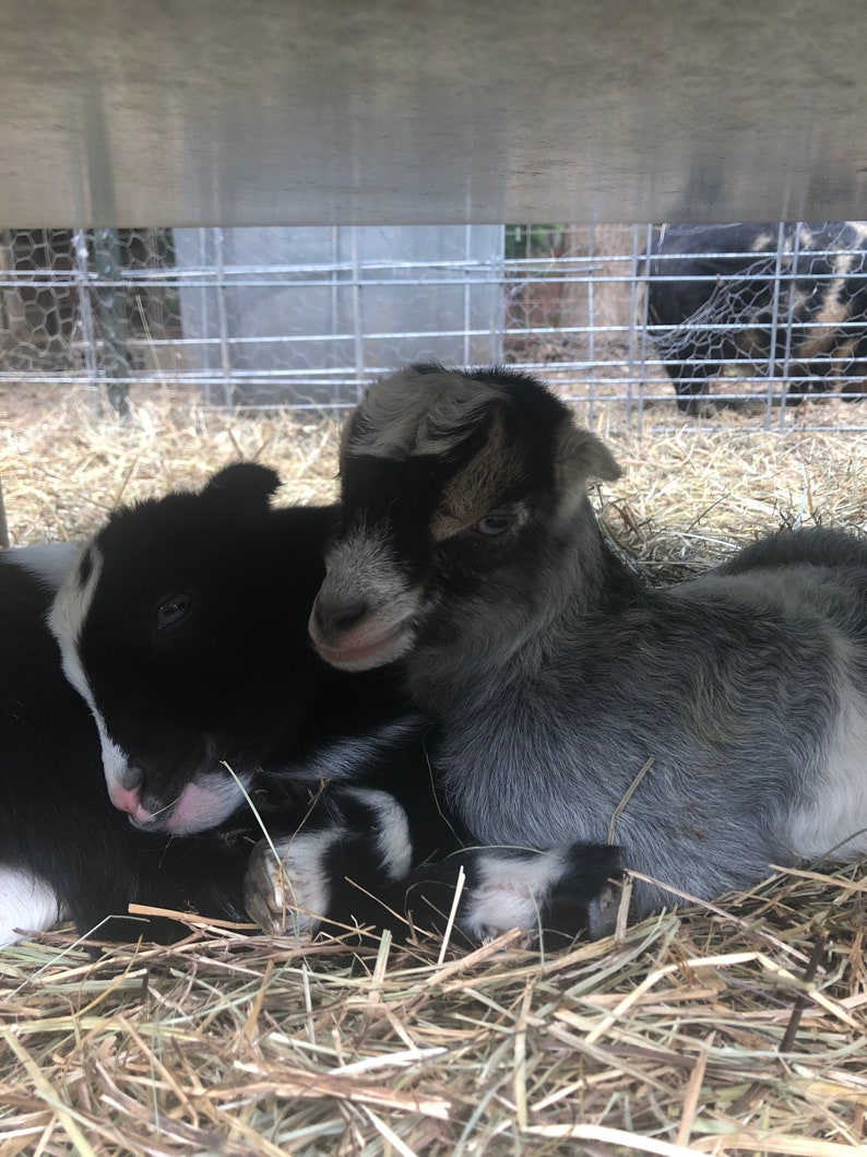 Our kids Johnny and Reba