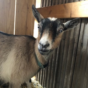 Our girl Nestle.  She's our best dairy goat.