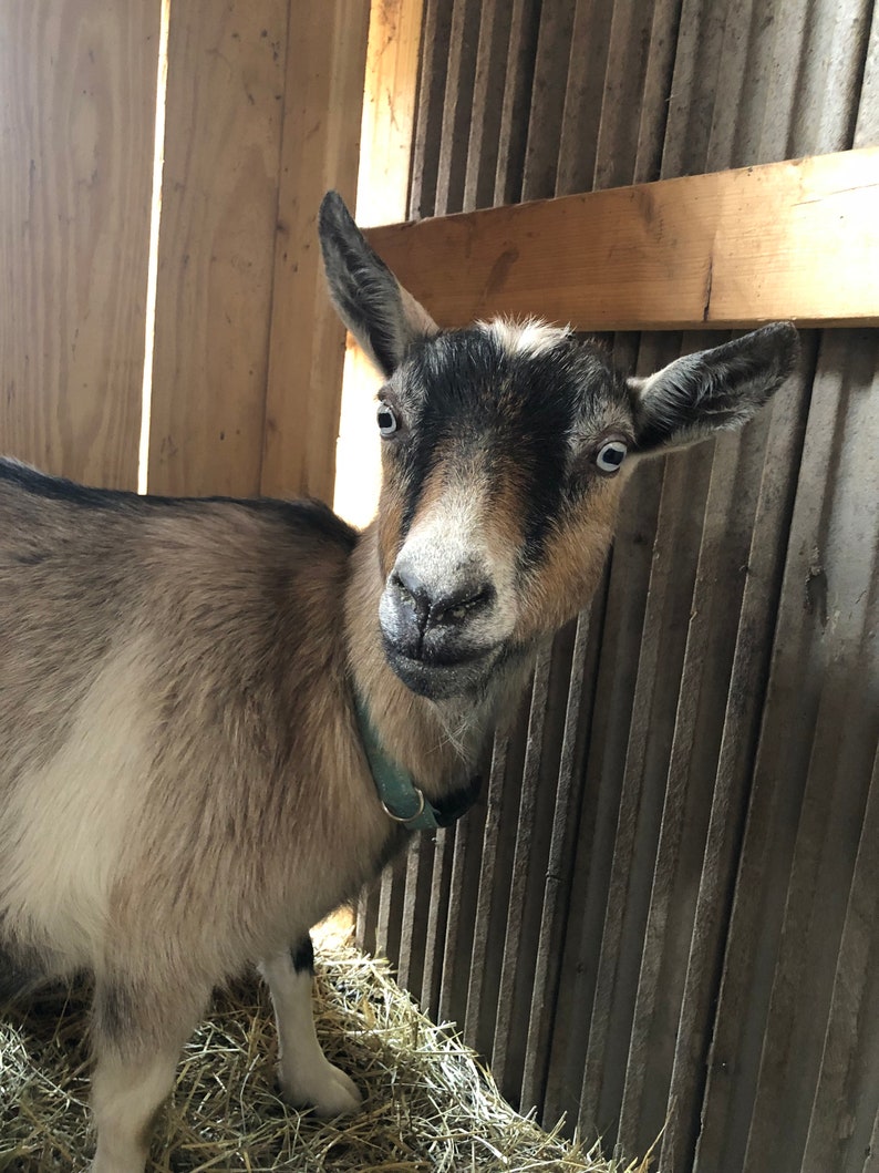 Our girl Nestle.  She's our best dairy goat.