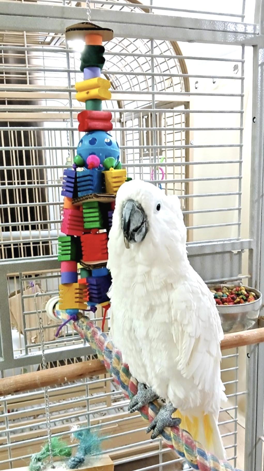 Large Bird Toy with Wooden Blocks & Birdie Bagels - Parrot Chew Toy