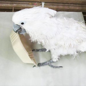 May include: A white cockatoo bird with a black beak is eating from a white paper bowl. The bird is standing on a white surface.