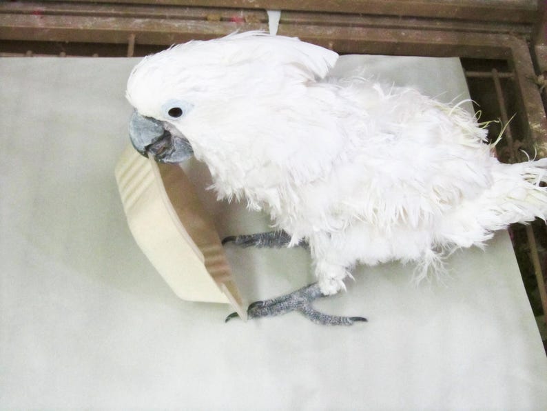 May include: A white cockatoo bird with a black beak is eating from a white paper bowl. The bird is standing on a white surface.
