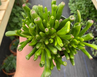 Bullnose Jade Plant in 4 inch Pot