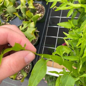 Homalocladium ribbons & Curls Plant in 3 Inch Pot - Etsy