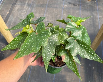 Begonia ‘Lois Burks’ Plant in 4 Inch Pot