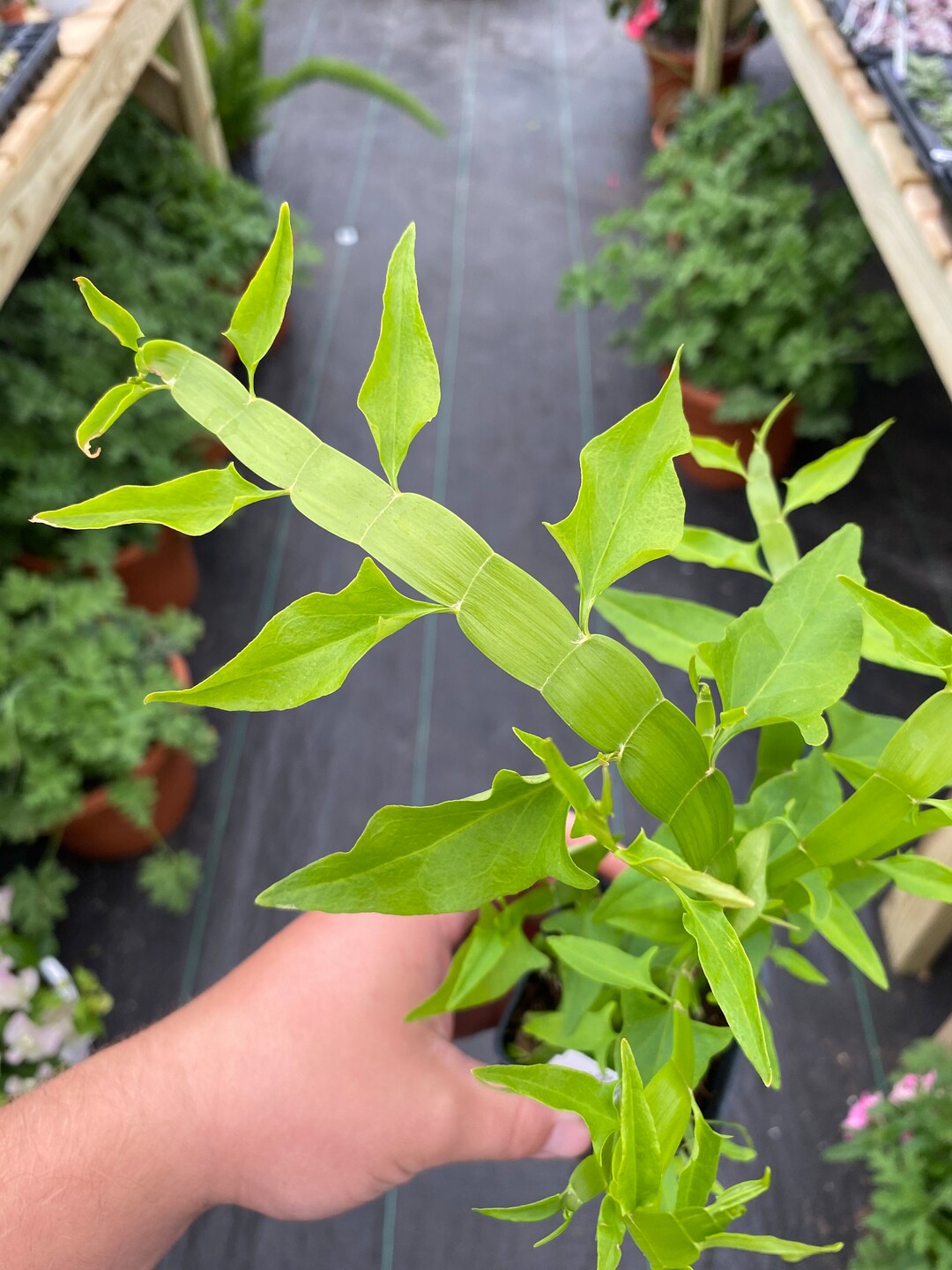 Homalocladium ribbons & Curls Plant in 3 Inch Pot - Etsy