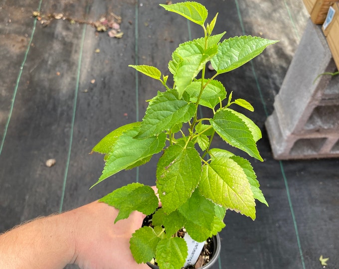 Dwarf Everbearing Mulberry Tree in 4 Inch Pot - Etsy