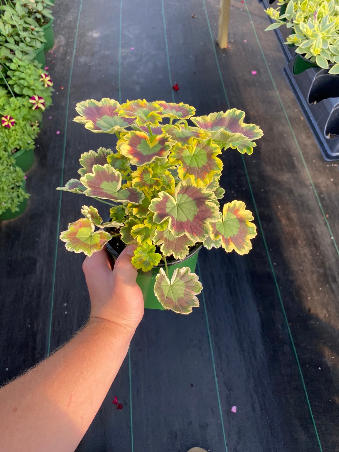 Mrs. Pollock Geranium Plant in 5 Inch Pot Etsy