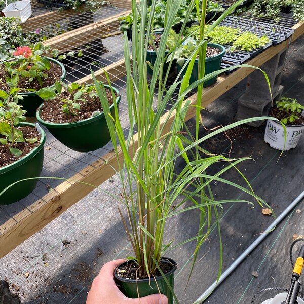 Lemongrass Plant in 4 Inch Pot