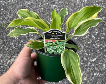 Hosta ‘So Sweet’ Plant in 5 Inch Pot