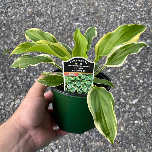 Hosta ‘So Sweet’ Plant in 5 Inch Pot