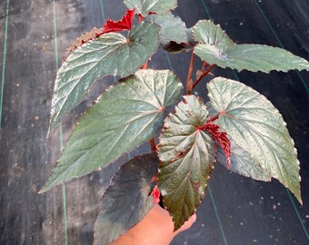 Begonia ‘Lynda Dawn’ Plant in 4 inch Pot