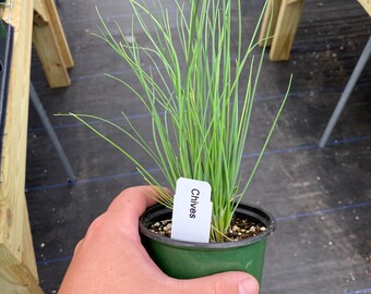 Chives Plant in 4 inch Pot