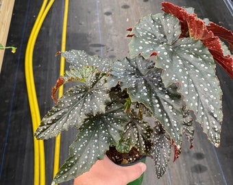 Angel Wing Begonia ‘Fannie Moser’ Plant in 4 Inch Pot