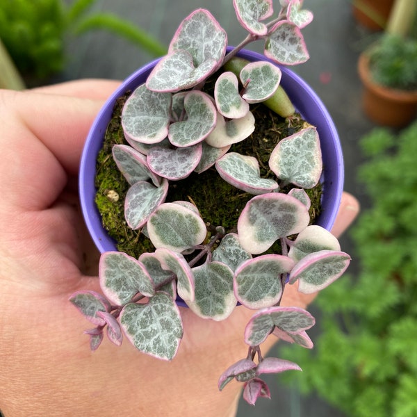 Variegated String of Hearts Plant in 2.5 Inch Pot