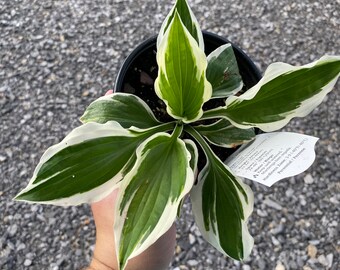 Hosta ‘Minuteman’ Plant in 5 Inch Pot