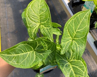 Syngonium ‘Batik’ Plant in 4 Inch Pot