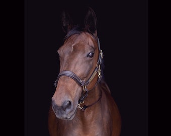 Licol cuir marron poney avec plaque gravée personnalisée