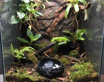Black dish for terrarium, water bowl or food bowl for reptiles