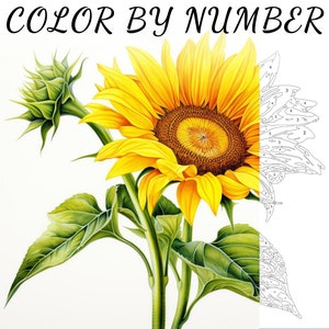 Color By Number, Paint By Number, Paint Number Adult, Coloring Numbered, Color By Number For Adults, Flower Coloring
