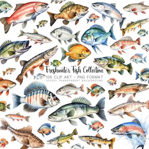 Fish Clipart Collection: 106 Fishing Clipart PNG Transparent Images featuring Freshwater Fish, Beta Fish PNG, and more!