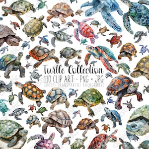 Turtle Clipart Bundle - Ocean Clipart, Save the Turtles PNG, Watercolour Turtle, Kid PNG Image
