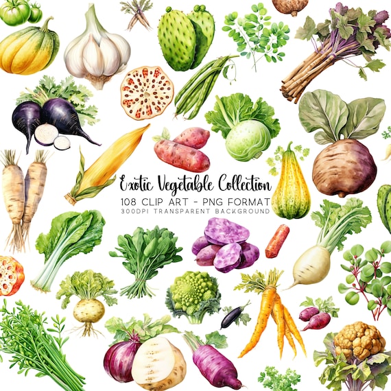 Exotic Vegetable & Food Clip Art: 108 Oca Clipart, Turmeric Exotic Vegetable & Food Clip Art: 108 Oca Clipart, Turmeric