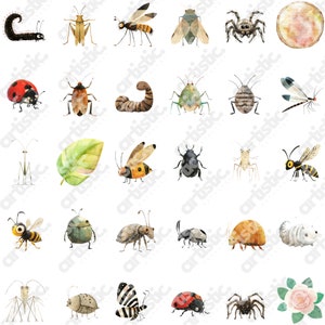 Praying mantis watercolor clipart in PNG, ideal for stickers and custom gifts.