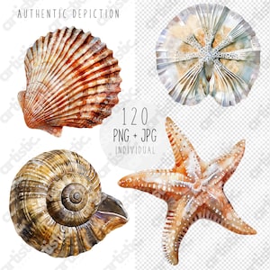 Collection of Ocean Stickers and Marine Clipart PNG displayed on a translucent backdrop, emphasizing the clarity and detail of each image
