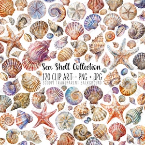 Muschel Clipart, Muschel Clip Art, Ozean Aufkleber - Marine Life Art PNG Kollektion für Kinder & zum Basteln