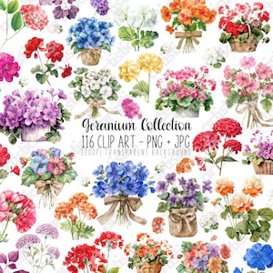Geranie Clip Art, Blumen PNG-Bundle, Aquarell Wildblumen, Botanische Kunst, DIY Geschenk für Mama am Muttertag