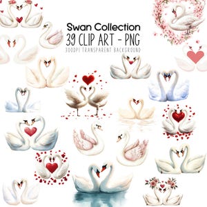 Pacote de clipart de cisne - Dia dos namorados PNG aquarela cisnes clip art arte de parede para impressão designs de coração romântico para adesivos e convites