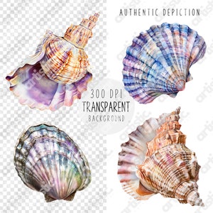 Assorted Sea Shell Clipart set against a grey checkered background, highlighting the transparent quality of each Conch Clip art piece